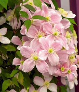 Clematis (Powojnik) Montana Rubens w donicy