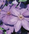 Clematis (Powojnik) Elsa Spath w donicy