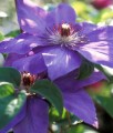 Clematis (Powojnik) Elsa Spath w donicy