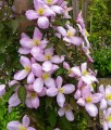 Clematis (Powojnik) Montana Elisabeth