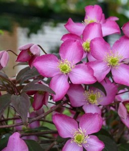 Clematis (Powojnik) Montana Freda w donicy