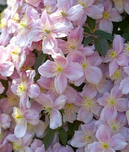 Clematis (Powojnik) Montana Mayleen w donicy