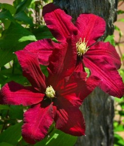 Clematis (Powojnik) Niobe w donicy