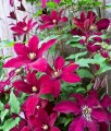 Clematis (Powojnik) Niobe w donicy