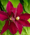 Clematis (Powojnik) Niobe w donicy