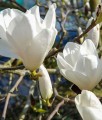 Magnolia Tina Durio w donicy