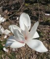 Magnolia Tina Durio w donicy