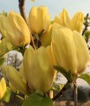 Magnolia Brooklińska Yellow Bird w donicy