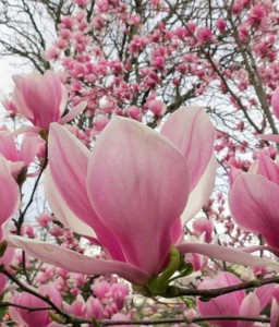 Magnolia Soulange'a w donicy