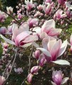 Magnolia Soulange'a w donicy
