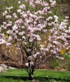 Magnolia Soulange'a w donicy