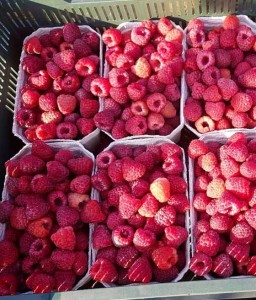 Malina Polesie w donicy