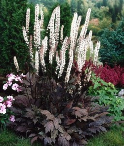 Świecznica Prosta Brunette w donicy