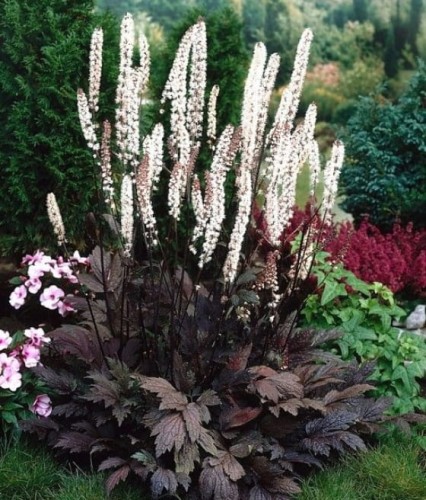 Świecznica Prosta Brunette w donicy