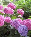 HORTENSJA OGRODOWA BOUQUET ROSE