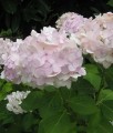 HORTENSJA OGRODOWA MADAME EMILE MOUILLERE
