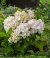 HORTENSJA OGRODOWA MADAME EMILE MOUILLERE