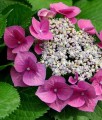 HORTENSJA OGRODOWA TAUBE
