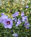 HIBISKUS CISEAU BLEU SYRYJSKA