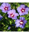 HIBISKUS CISEAU BLEU SYRYJSKA