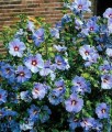 HIBISKUS CISEAU BLEU SYRYJSKA