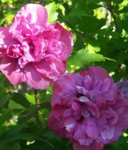 HIBISKUS DUC DE BRABANT - KETMIA SYRYJSKA W DONICY