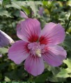 HIBISKUS MAIKE - KETMIA SYRYJSKA