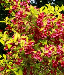 KRZEWUSZKA CUDOWNA BRIANT RUBIDOR OLYMPIADE W DONICY