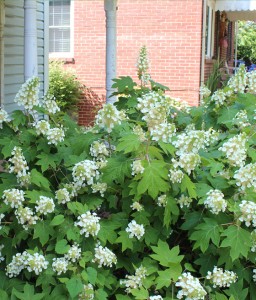 Hortensja Dębolistna Sike's Dwarf w donicy