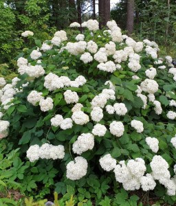 HORTENSJA KRZEWIASTA STERILIS W DONICY