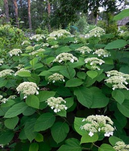 HORTENSJA KRZEWIASTA WHITE DOME W DONICY