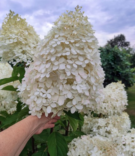 HORTENSJA BUKIETOWA PHANTOM W DONICY
