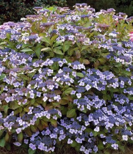 HORTENSJA OGRODOWA LIBELLE W DONICY