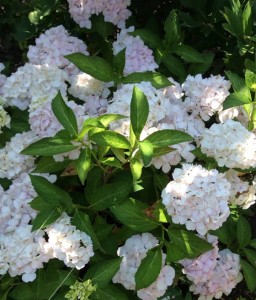 HORTENSJA OGRODOWA MADAME EMILE MOUILLERE W DONICY