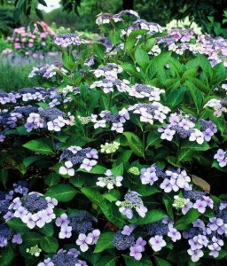 HORTENSJA OGRODOWA MARIESII GRANDIFLORA W DONICY