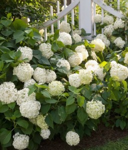 HORTENSJA OGRODOWA SNOW LADY W DONICY