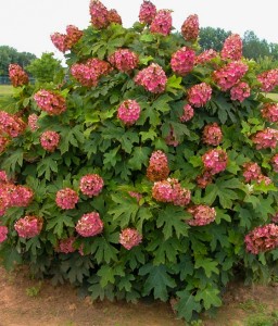 HORTENSJA DĘBOLISTNA BURGUNDY W DONICY