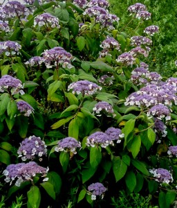 HORTENSJA KOSMATA W DONICY