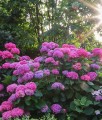 HORTENSJA OGRODOWA BOUQUET ROSE