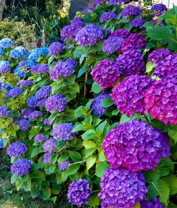 HORTENSJA OGRODOWA HAMBURG W DONICY