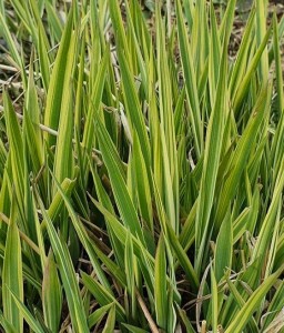 MOZGA TRZCINOWATA AUREOVARIEGATA W DONICY