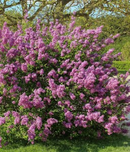 LILAK (BEZ) CHIŃSKI SAUGEANA W DONICY