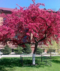 JABŁOŃ RAJSKA OZDOBNA MAKOWIECKI