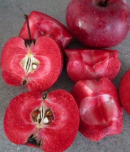 JABŁOŃ CZERWONOMIĄŻSZOWA