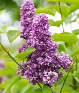 LILAK (BEZ) POSPOLITY CHARLES JOLY W DONICY