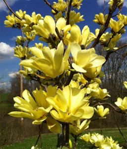 Magnolia Yellow River w donicy