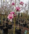Magnolia Atlas