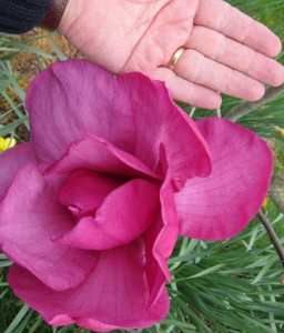 Magnolia Felix Jury w donicy