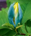 Magnolia Drzewiasta Blue Opal