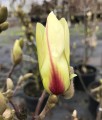Magnolia Sunrise